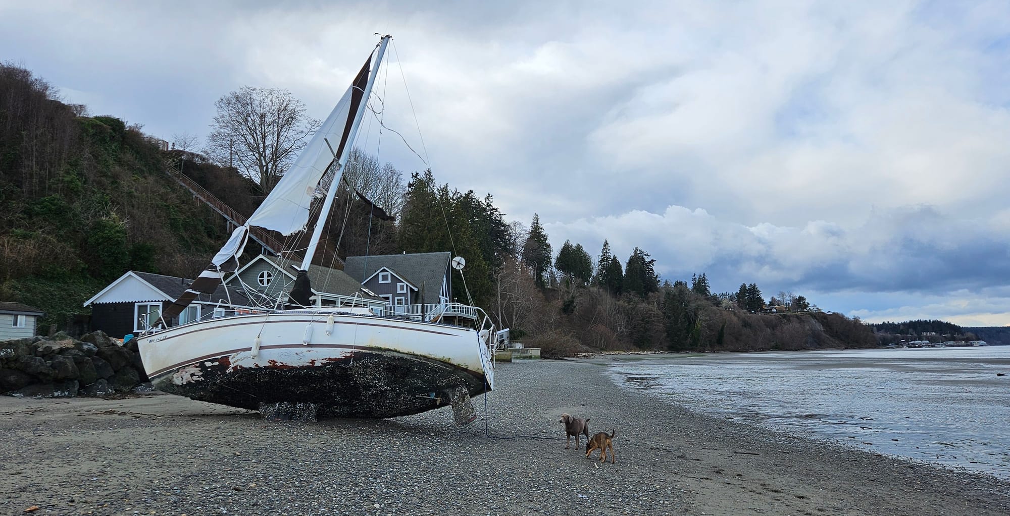 A sailboat with a torn sail, covered in barnacles washed up on a beach with two dogs nearby.